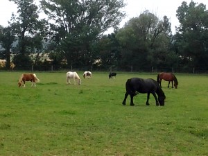 Poneys au pré